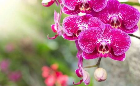 Terceira Mostra de Orquídeas começa sexta (06/09)