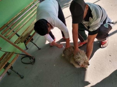 Campanha contra Raiva começa com mais de 4 mil animais vacinados
