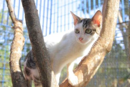 Campanha de vacinação, orienta sobre guarda responsável de animais