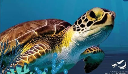 EXPOSIÇÃO GRATUITA DO FANTÁSTICO MUNDO MARINHO EM CAMPINAS