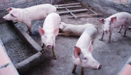 Comerciante procura polícia após ter 12 porcos furtados de chácara em Hortolândia