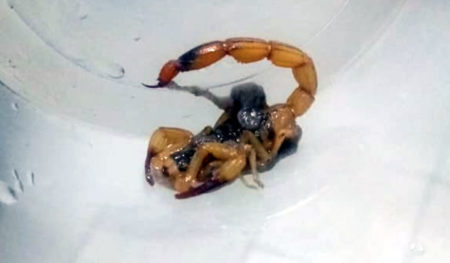 Escorpião é encontrado dentro de casa, no Remanso Campineiro