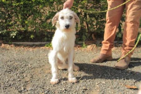 “7ª Cãominhada Bom Pra Cachorro” é neste domingo (06/10)