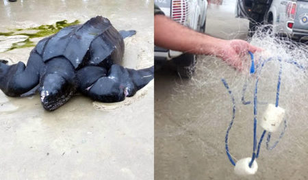 Militares em Guarujá, salvam Tartaruga Gingante ameaçada de extinção