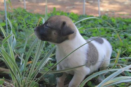 2º evento de proteção e saúde animal é neste sábado (09/11)