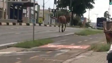 Internauta registra cavalo solto em Avenida de Hortolândia