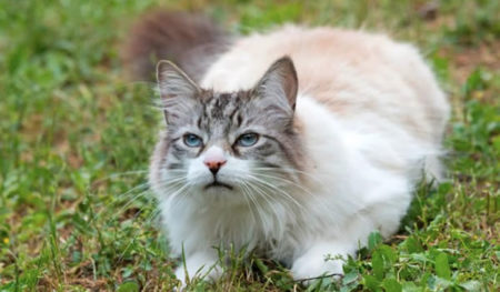 Conheça o Ragdoll, raça de gato que se assemelha aos cães