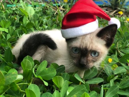 Prefeitura reforça campanha de adoção em busca de lares para animais domésticos