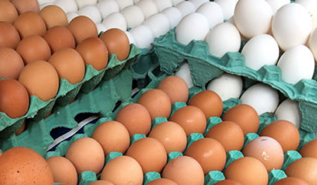 Produção de ovos de galinha bate novo recorde no país, diz IBGE