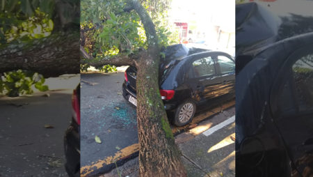 Árvore atinge carro estacionado no Jardim Nova Europa
