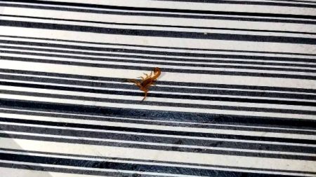 Morador do Nossa Senhora de Fátima encontra escorpião dentro de casa