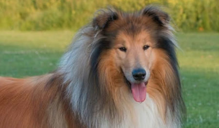Relembre os cães mais famosos das telonas