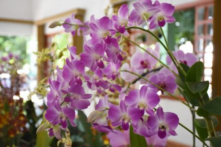 4a Mostra de Orquídeas da Prefeitura é nesta sexta (06/03)