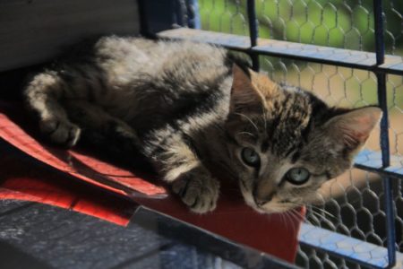 DPBEA orienta sobre cuidados com pets para evitar a disseminação de Coronavírus