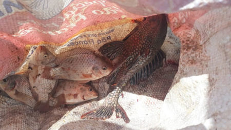 Dois são detidos por pesca ilegal no Lago da Fé