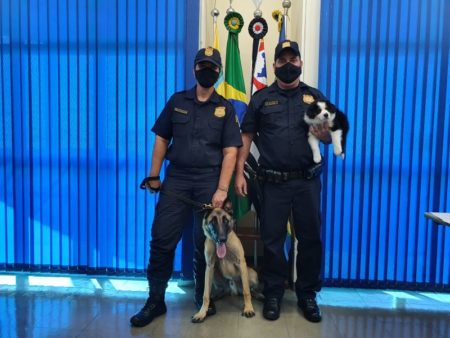Bud é o nome do “showdog” da Guarda Municipal
