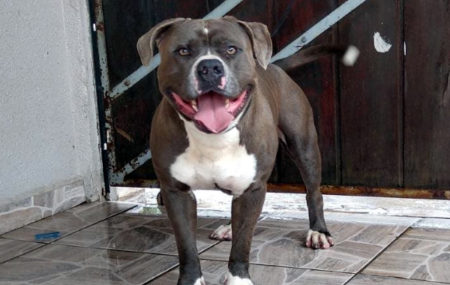 JÁ ENCONTRADO!!! Procura-se por cachorro perdido no bairro Jardim Amanda 2