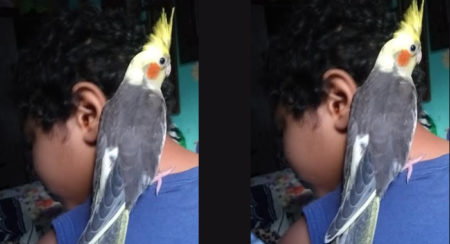 Procura-se por Calopsita perdida no bairro Jardim Nossa Senhora de Fátima