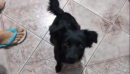 Procura-se por animal perdido no bairro Jardim Everest