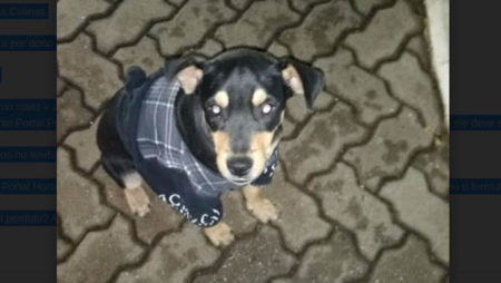 Procura-se por dono de animal perdido no bairro Jardim das Colinas