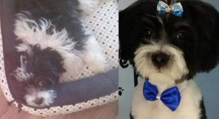 Procura-se por BOB, perdido no bairro Parque gabriel
