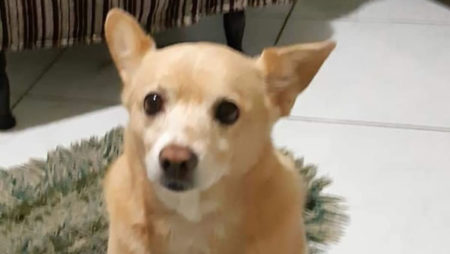 Procura-se por animal perdido no bairro Jardim Calegari, Sumaré-SP