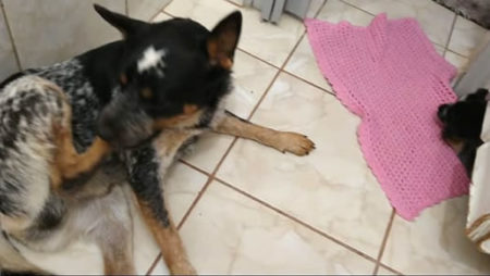 Título: Procura-se por animal perdido no bairro Chácara Reymar