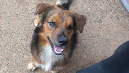 ENCONTRADO!!!  Procura-se por animal perdido no bairro Entre jardim Everest e parque Santo André