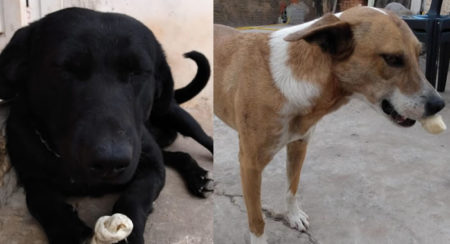 Procura-se dois cachorros perdidos no Campos Verdes