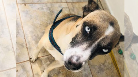 Procura-se por Cachorro perdido no bairro Remanso campineiro