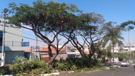 Serviços de poda e corte de árvores são realizados por região em Hortolândia