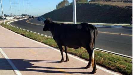 Internauta flagra vaca caminhando em ciclovia em Hortolândia