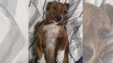 Procura-se por animal perdido no bairro Jd Amanda