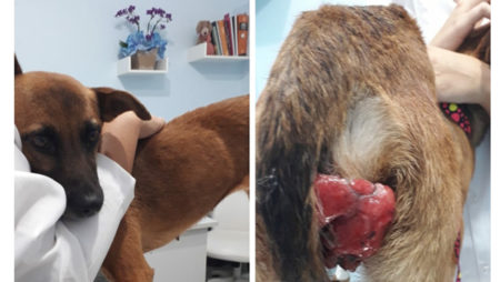 Procura-se por animal perdido no bairro Remanso Campineiro