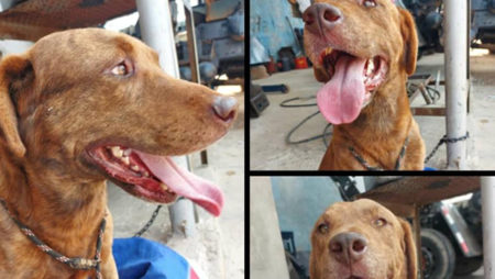 Procura-se por animal perdido no bairro Chaçaras Havai próximo do São bento e Jd Boa Vista (ENCONTRADO)