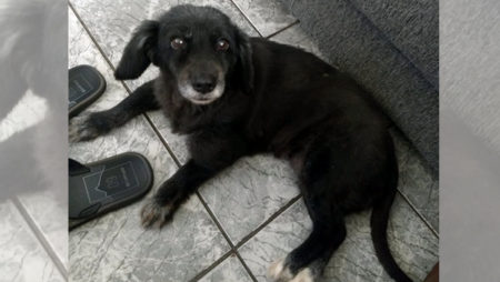 Procura-se por animal perdido no bairro Jardim Amanda