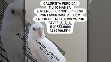Procura-se por animal perdido no bairro Jd Interlagos