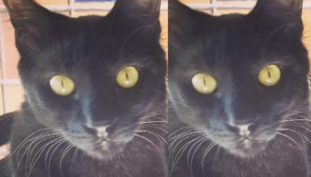 Procura-se por gato perdido no bairro Jd Terras de Santo Antônio