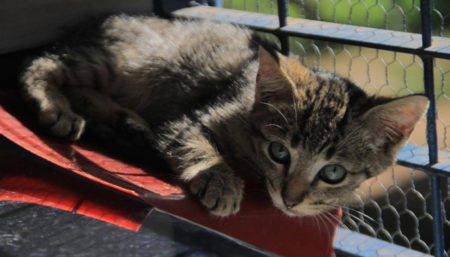 Mais de 200 animais domésticos abrigados pela Prefeitura estão em busca de um lar em Hortolândia