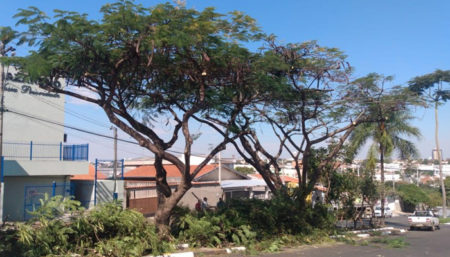 Quase 100 atendimentos de serviços de poda e corte de árvores em agosto em Hortolândia