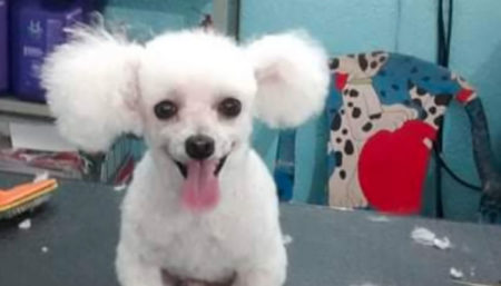 Procura-se por poodle perdido no bairro Jardim Amanda