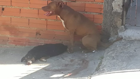 Pit Bull escapa e mata outro cachorro no Orestes Ongaro