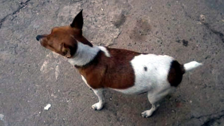 Procura-se por animal perdido no bairro Parque dos Pinheiros