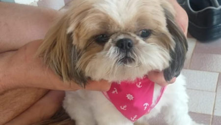 Procura-se por dono de animal perdido no bairro Parque Ortolandia