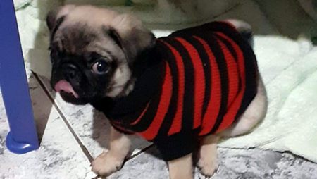 Procura-se por animal perdido no bairro Nova Hortolândia