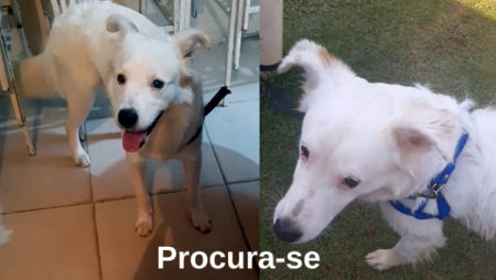 Procura-se por Cachorro perdido no bairro Rosolem