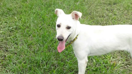 Procura-se por animal perdido no bairro Jardim Santa Clara do Lago II