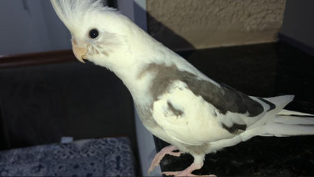 Procura-se por animal perdido no bairro Parque Ortolândia