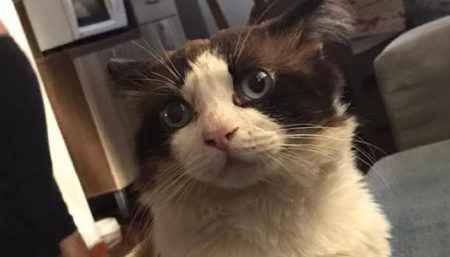 Procura-se por gato perdido no bairro Última vez visto perto da vidraçaria Freitas