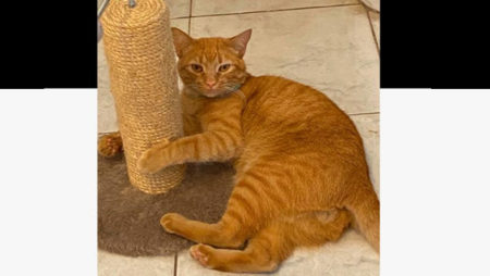 Procura-se por animal perdido no bairro Jardim São Sebastião